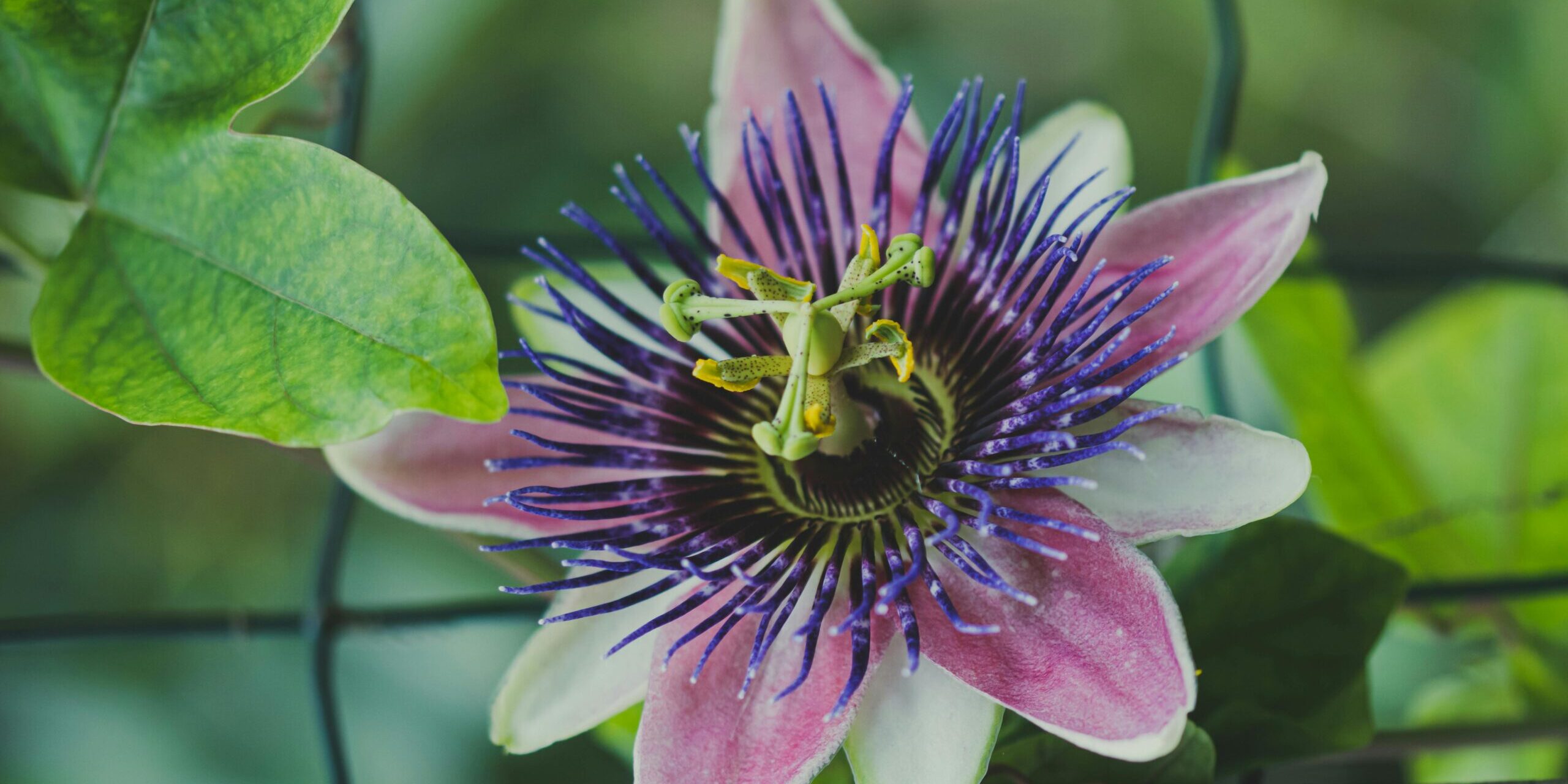passiflora