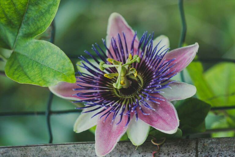 passiflora
